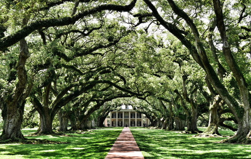 treelined, diminishing perspective, forest, vegetation, building, green color, tranquility, garden path, lush foliage, the way forward, vacherie, garden