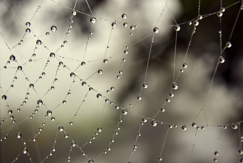 complexity, 5K, fragility, drop, wet, rain, spider, beauty in nature, close-up, dewdrop, trapped, drip, round, beaded, natural pattern, dew, outdoors