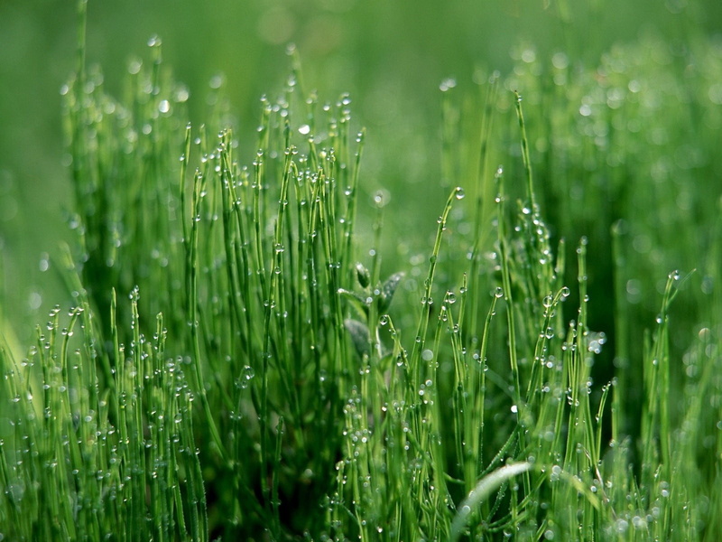 plant, green Color, drop, 720P, light, raindrop, water, summer, rain, lawn, meadow, drops, wet, selective focus, grass, beauty In Nature, blade of Grass