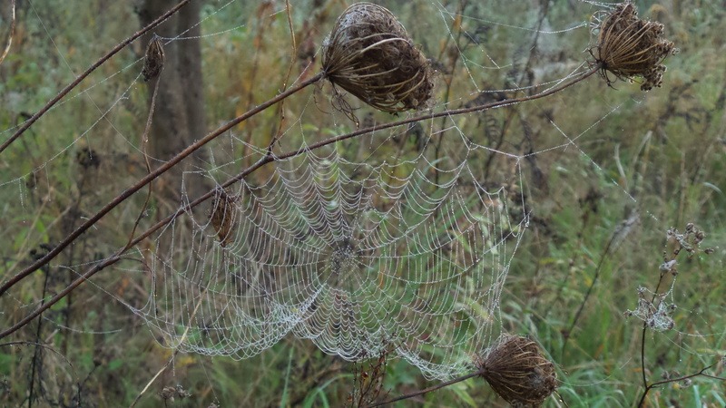 tree, nature, spider web, dried plant, complexity, day, dead plant, morgentau, dewdrop, tranquility, close-up, protection, outdoors, faded, spider, no people