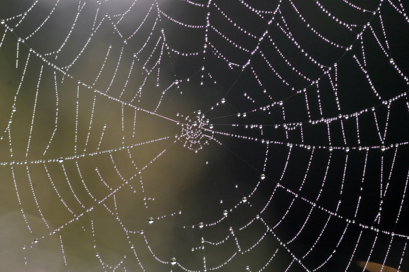 raindrop, cobwebs, pattern, 2K, outdoors, nature, focus on foreground, spider webs, orb web, spider web, complexity, wet, drip, dewdrop, moist, beauty in nature