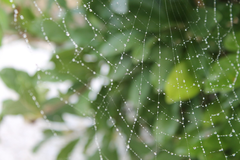 drip, nature, rain, cobweb, spider, water, spider web, autumn, close up, web, pattern, complexity, day, wet, close-up, dew, plant, beauty in nature, trapped