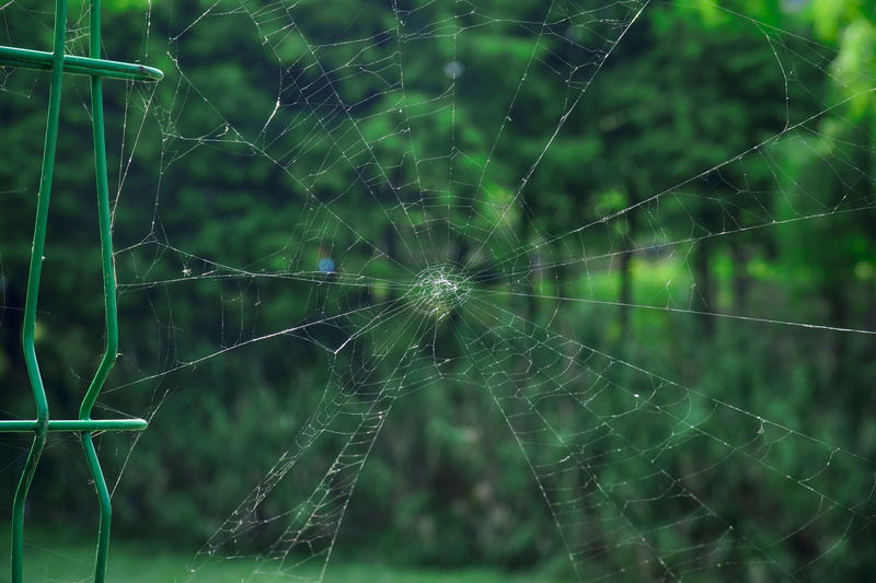 water, pattern, focus on foreground, beauty in nature, plant, wet, natural pattern, animal, 5K, nature, arachnid, dew, netting, complexity, abstract, white