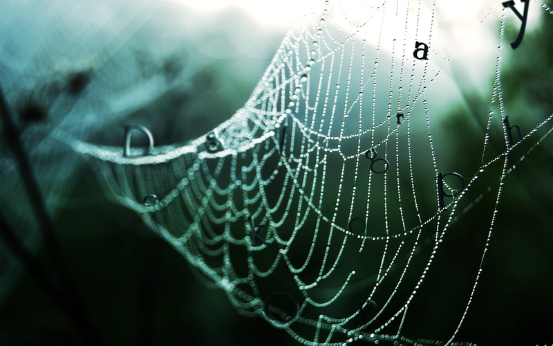 raindrop, leaf, water, focus on foreground, day, drops, 1080P, backgrounds, spider Web, arachnid, insect, pattern, close-up, rain, no people, netting