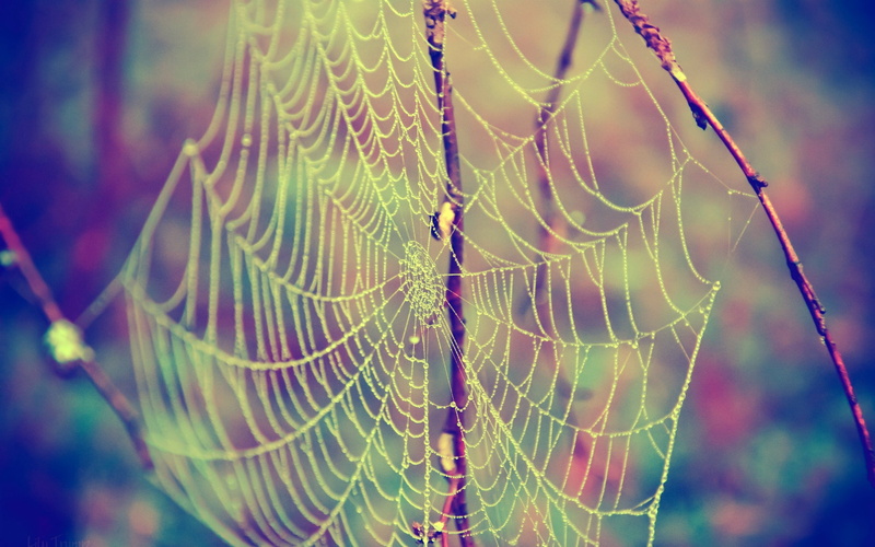 dew, selective focus, plant, autumn, leaf, spider Web, summer, green Color, backgrounds, fragility, outdoors, abstract, beauty In Nature, 2K, nature, close-up