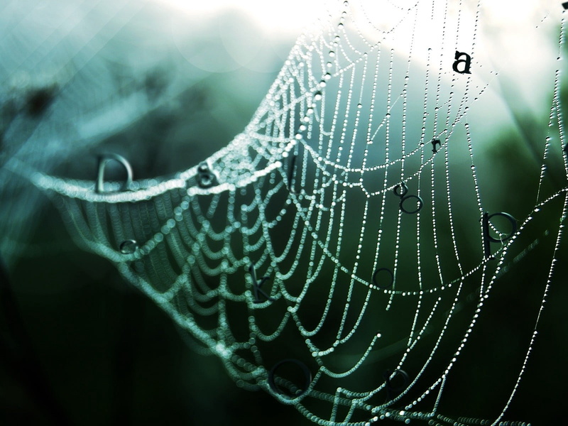 summer, illustration, evening, close-up, drops, water, freshness, pattern, purity, arachnid, drop, rain, abstract, intricacy, wet, nature, raindrop, spiderweb
