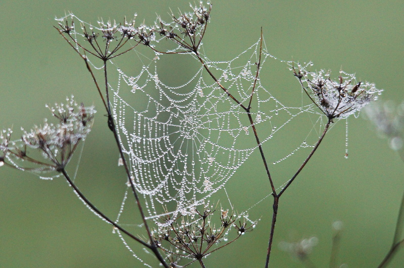 water, intricacy, focus on foreground, tranquility, vulnerability, spider Web, no people, day, tree, outdoors, drop, close-up, wet, beauty in nature, 4K