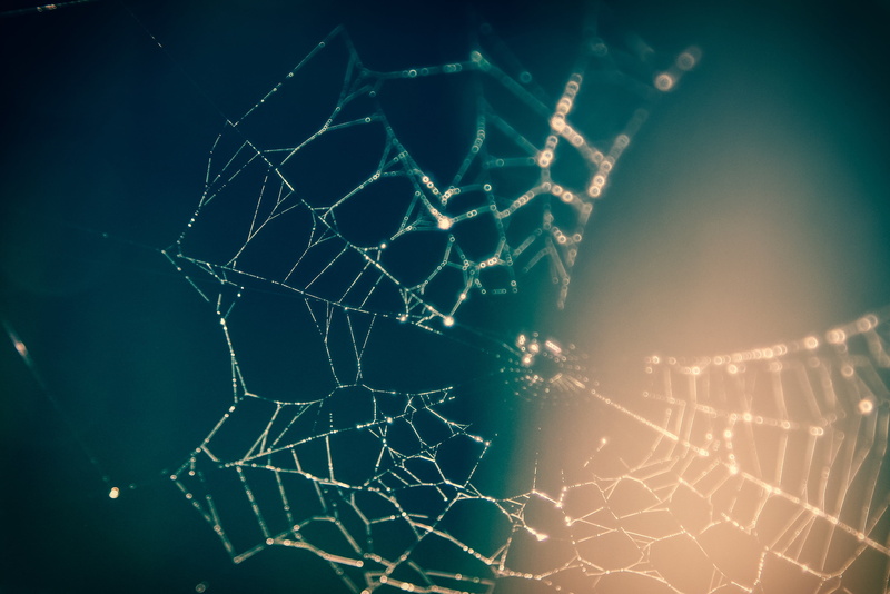 macro, spiderweb, blur, textured, fragility, pattern, broken, cobweb, close-up, backgrounds, day, complexity, intricacy, web, closeup, blurry, nature, night