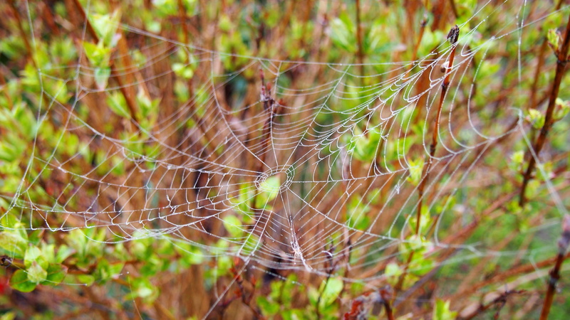 intricacy, nature, plant, complexity, tree, macro, wet, 4K, fragility, growth, arachnid, close-up, spider web, drop, focus on foreground, spider, spiders web