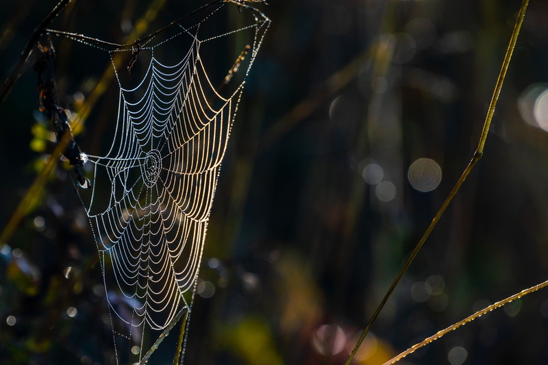 plant, cobweb, background, no people, close up, spider, drip, animal, natural pattern, morgentau, animal themes, 4K, autumn, wet, outdoors, drop, macro