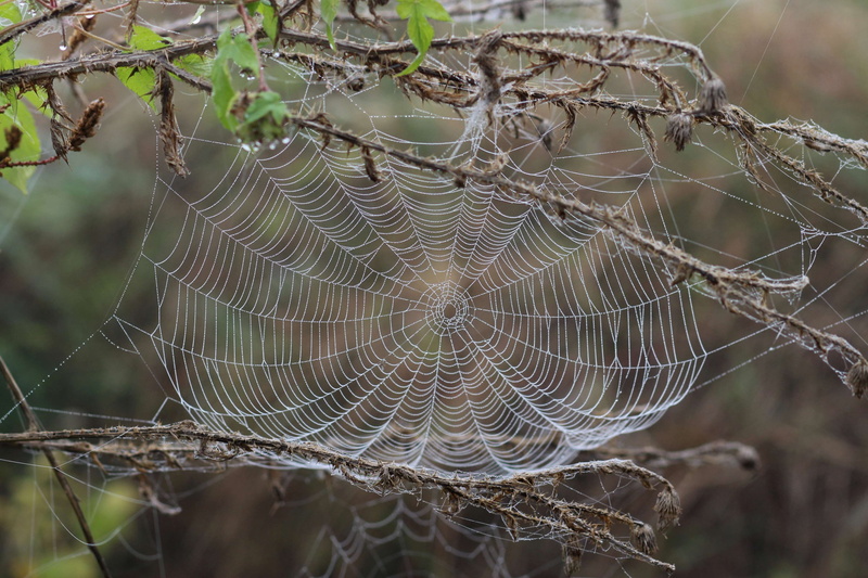 spider web, nature, complexity, water, no people, day, place, pattern, outdoors, 4K, focus on foreground, close-up, natural pattern, plant, drop, vulnerability