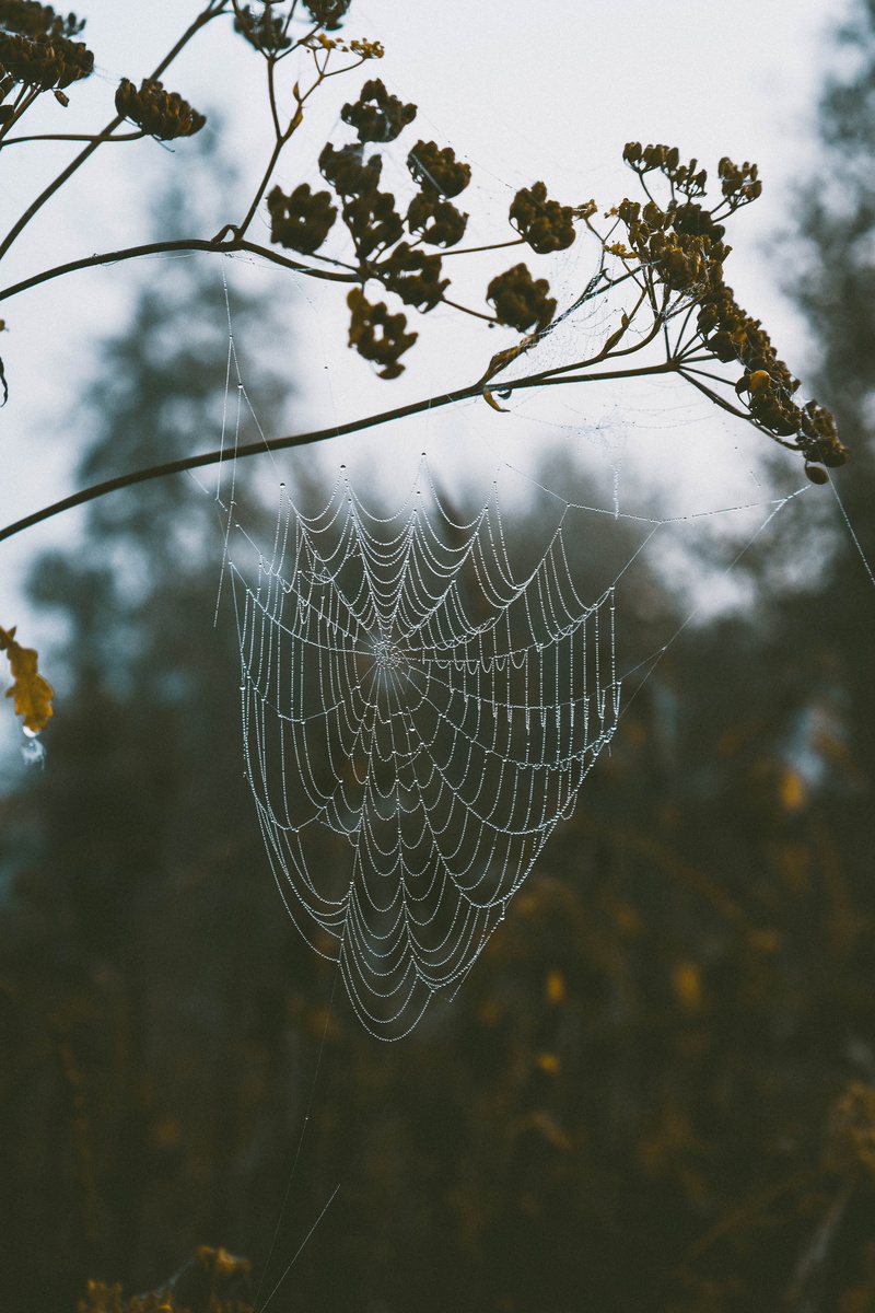 fragility, spider web, intricacy, web, complexity, focus on foreground, outdoors, day, branch, spider, plant, tree, no people, animal, pattern, 5K, animal themes