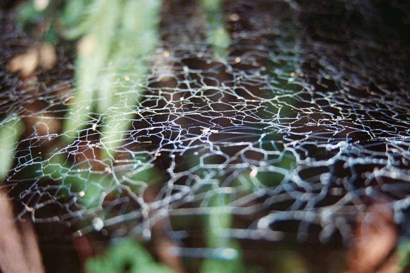 selective focus, complexity, vulnerability, details, no people, 2K, growth, spider web, natural pattern, leaf, day, focus on foreground, forest, spider