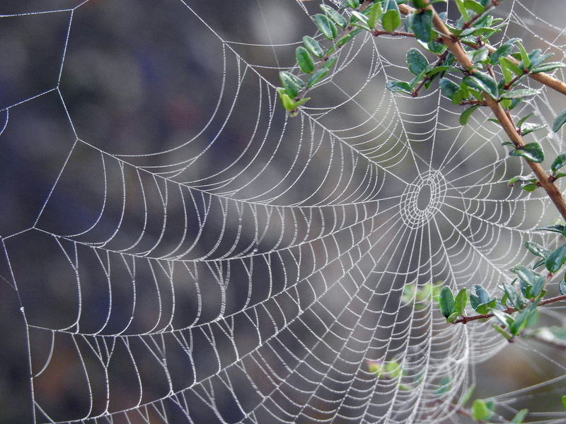 concentric, canvas, vulnerability, close-up, no people, drop, pattern, day, complexity, wet, intricacy, animal themes, spider web, outdoors, nature, water