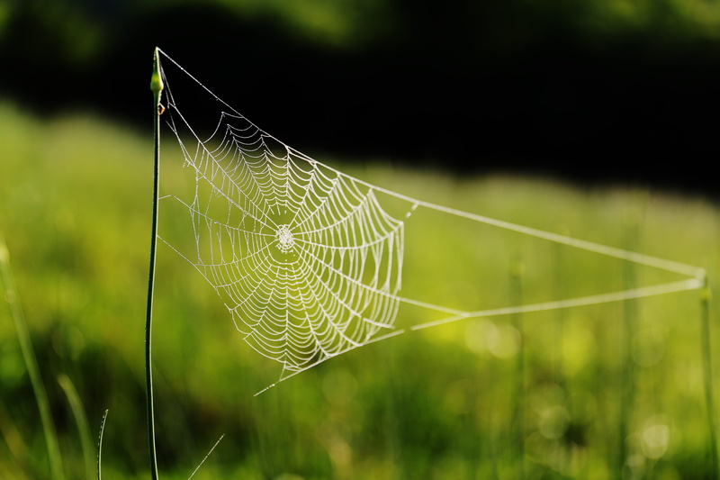 tranquility, selective focus, vulnerability, cobweb, day, beauty in nature, no people, growth, spider web, spiderweb, arachnid, green color, spider, fragility