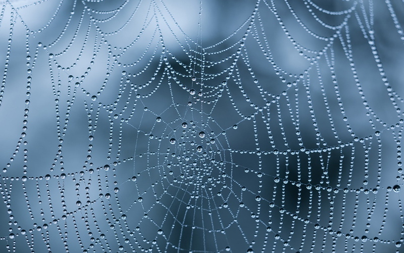 Spiderwebs, rain, Water Drops, complexity, raindrop, blue, outdoors, pattern, backgrounds, nature, Dew, studio shot, vulnerability, drop, no people, freshness