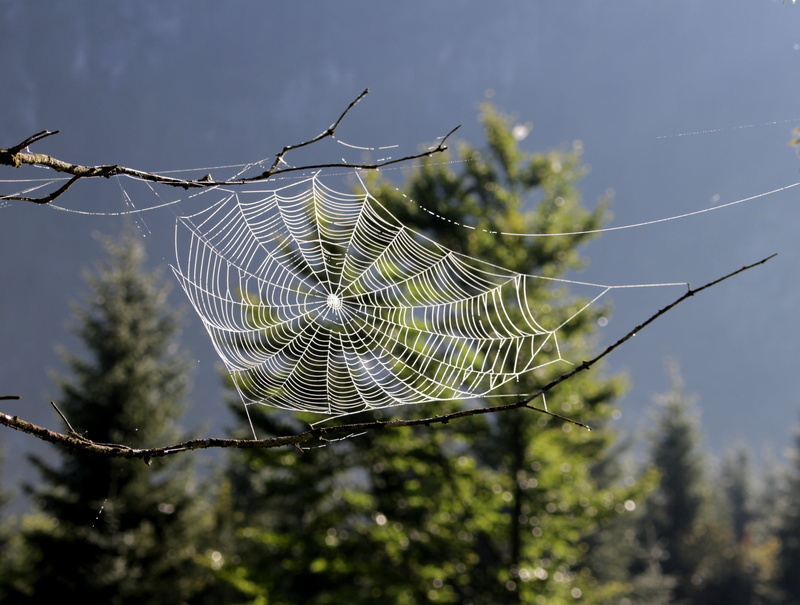 2K, branches, natural pattern, dream catcher, animal, animal themes, branch, photography, trapped, no people, tranquility, web, cohesion, forest, network
