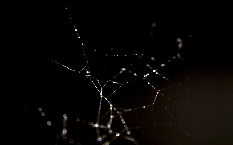 drop, studio shot, black background, dark, close-up, nature, night, wet, complexity, spider, water, 4K, web, fragility, intricacy, rain, vulnerability