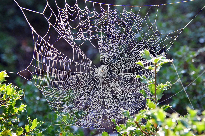 complexity, plant, nature, fragility, insect, focus, no people, tree, blur, pattern, web, 1080P, intricacy, focus on foreground, close-up, natural pattern
