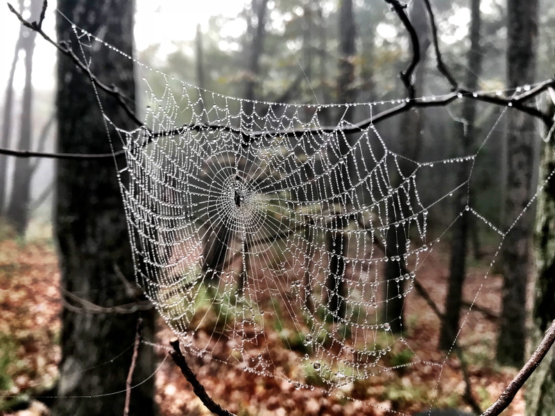 arachnid, tree, beauty in nature, united states, forrest, woods, intricacy, plant, natural pattern, trapped, spider web, vulnerability, animal themes, spider