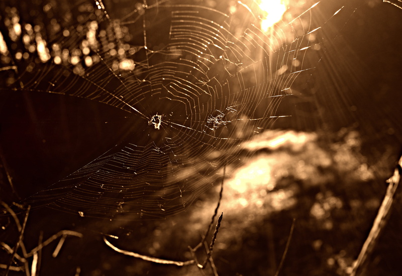 forest, complexity, focus on foreground, close-up, insect, selective focus, web, vulnerability, spider web, sunlight, animal, nature, spider, day, animal themes