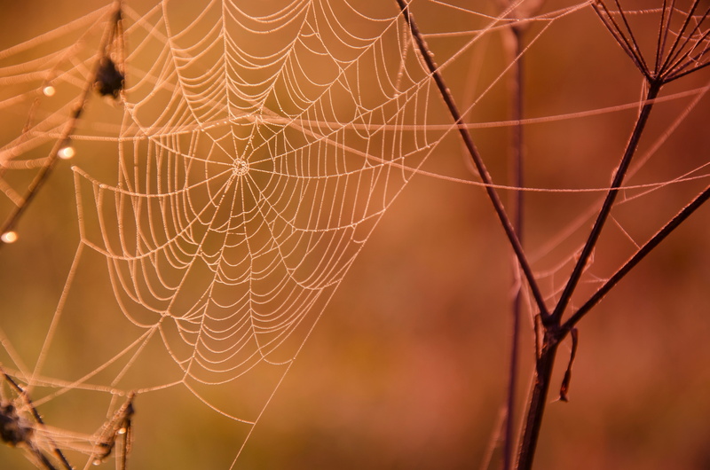 orange, autumn, no people, invertebrate, focus, drop, day, branches, spiderweb, focus on foreground, photography, spider Web, arthropod, concentric, close-up