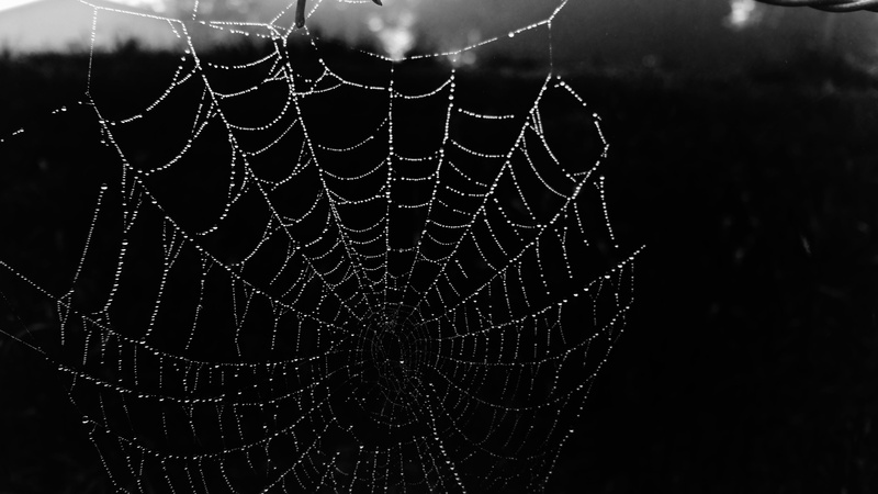 spider web, day, intricacy, no people, tranquility, fragility, wet, morgen, spider, nature, close-up, raindrop, black, focus on foreground, morning, black background