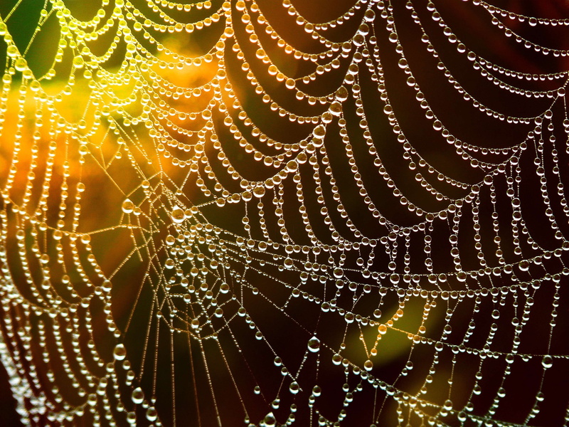 web, fragility, wet, backgrounds, full frame, raindrop, rain, vulnerability, nature, pattern, intricacy, water, drop, cobweb, 2K, close-up, dewdrop, dew