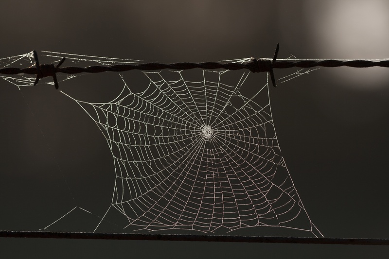 fragility, close-up, broken, autumn, black background, spooky, spider web, no people, outdoors, 4K, security, focus on foreground, vulnerability, web