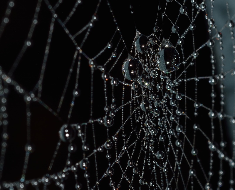 pattern, beauty in nature, no people, black background, web, focus on foreground, water, raindrop, rain, dew, spider web, 1080P, nature, outdoors, drop