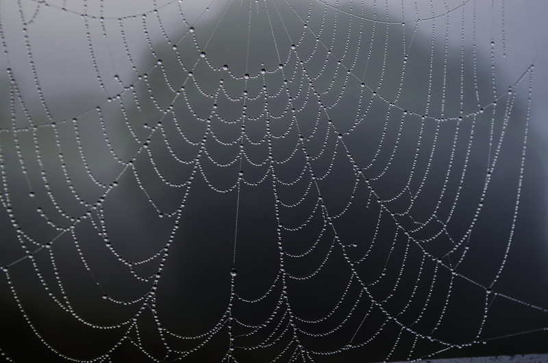 water, trapped, focus on foreground, vulnerability, concentric, spider web, raindrop, day, photography, no people, closeup, intricacy, krupnyj plan, drop