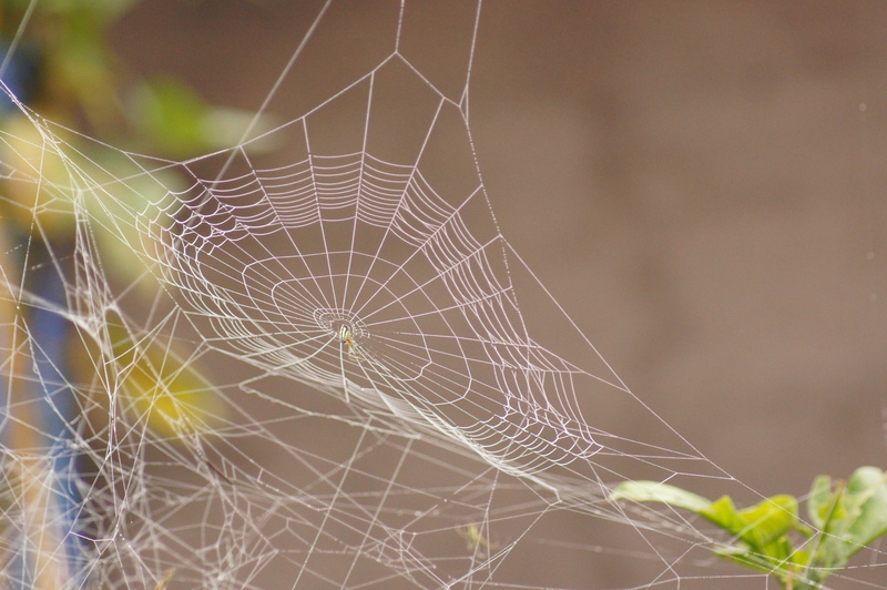 birds, focus on foreground, no people, close-up, concentric, landscapes, complexity, selective focus, spider web, peasant, natural pattern, dew, outdoors
