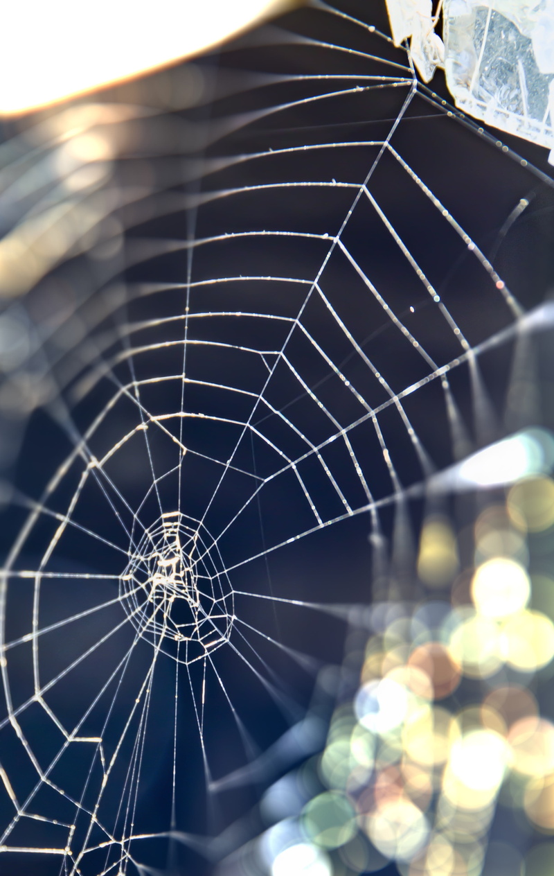 complexity, dew, intricacy, arachnid, net, shine, invertebrate, vulnerability, spider-work, close-up, fragility, day, spider, animal, no people, macro