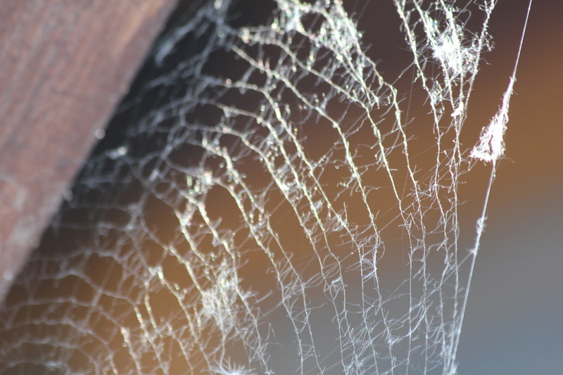 nature, no people, spider, fragility, complexity, pattern, beauty in nature, selective focus, low angle view, network, 5K, plant, vulnerability, natural pattern