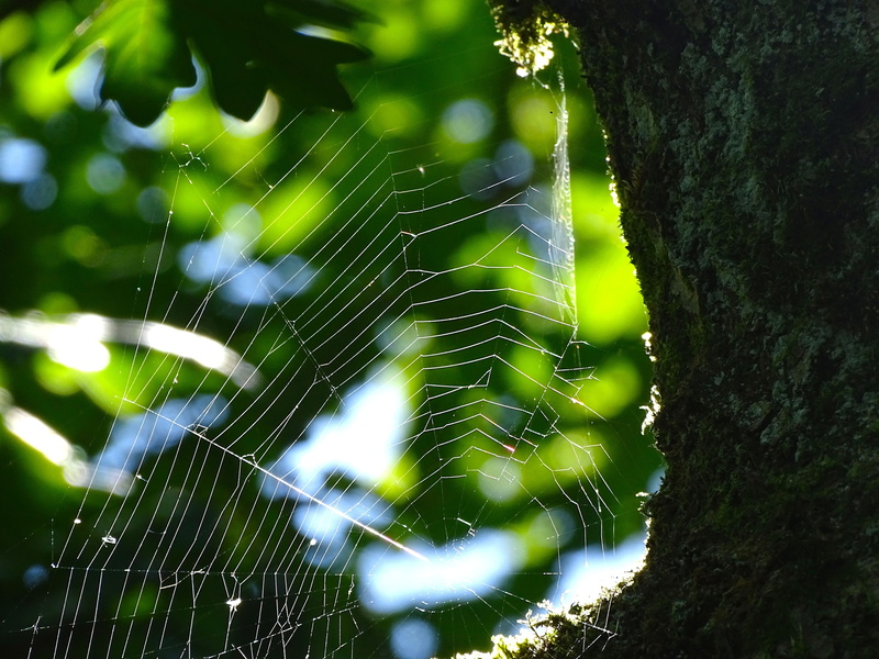 insect, spider, spider web, tree, plant, focus on foreground, fragility, forest, beauty in nature, 5K, web, intricacy, natural pattern, close-up, outdoors