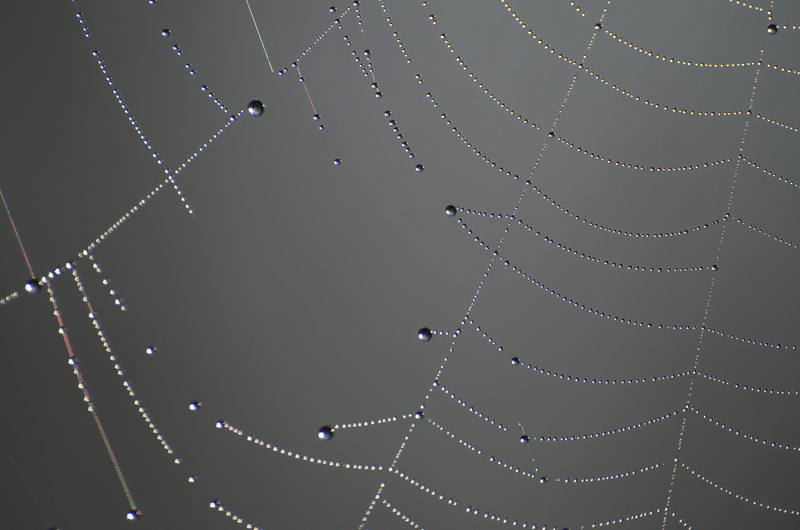 no people, macro, close-up, vulnerability, focus on foreground, water, wet, spider web, animal, beauty in nature, spider, close up, dewdrop, connection
