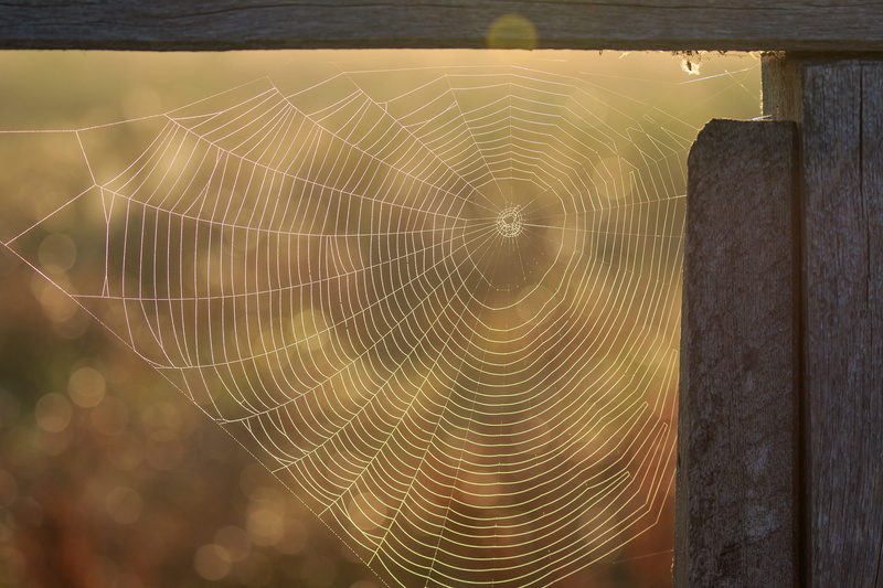 late summer, sunrise, nature conservation, focus on foreground, nature, no people, spider web, mood, cobweb, water, dew, federsee pier, beauty in nature
