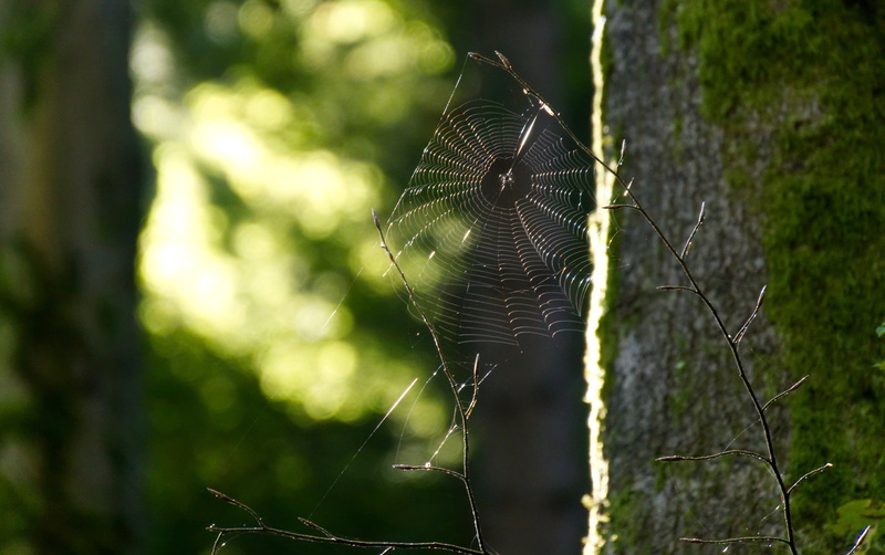 animal, no people, light, animal themes, cobweb, log, focus on foreground, intricacy, 4K, outdoors, forest, complexity, nature, day, tree, tree trunk