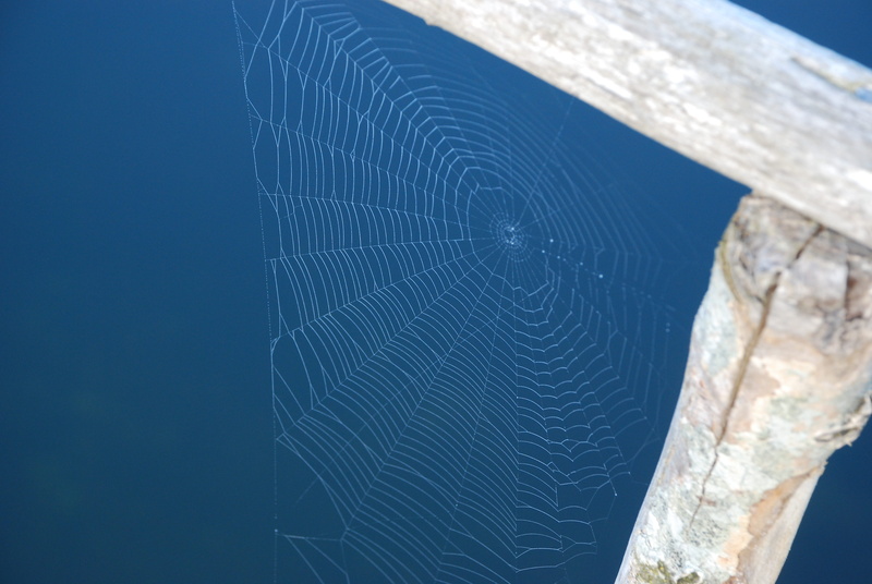 bridge, focus on foreground, 4K, nature, cobwebs, sea, close-up, built structure, vulnerability, fjord, spider web, day, outdoors, plant, natural pattern