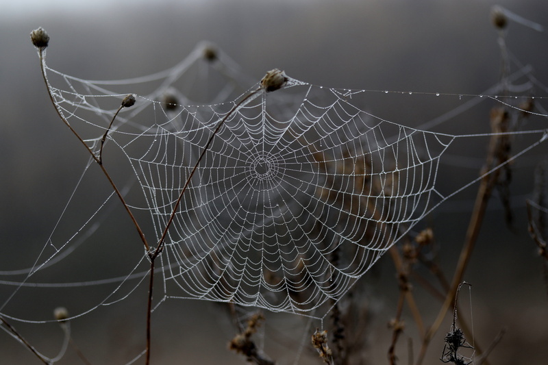 vulnerability, 5K, drops, intricacy, animal, spider web, wet, natural pattern, arachnid, spider, invertebrate, dew, morning, animal themes, day, outdoors