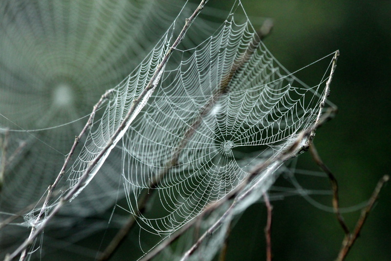 dew, spider, selective focus, plants, arachnid, focus on foreground, outdoors, web, leaf, animal, complexity, handsomely, close-up, honeysuckle, animal themes
