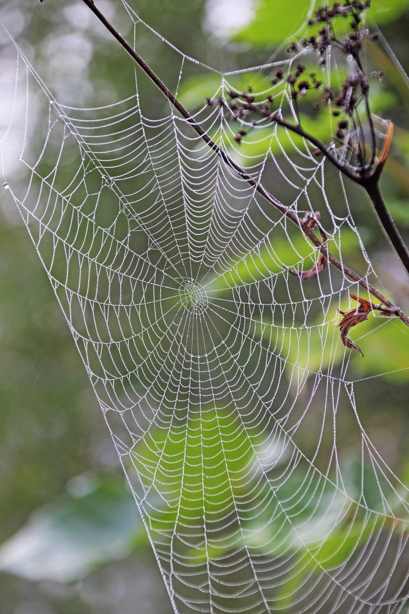 no people, complexity, intricacy, water, dewdrop, outdoors, spider, nature, natural pattern, autumn, pattern, day, beaded, animal themes, web, lichtspiel