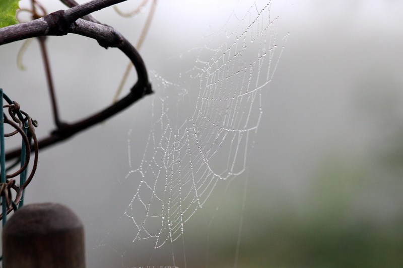intricacy, not man, macro, morning, rosa, wet, drop, summer, close-up, fog, spider web, no people, 2K, water, beauty in nature, spider, drops, day, vulnerability