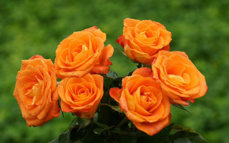 orange, roses, bouquet, 3d and abstract, flowers, nature, 1080P