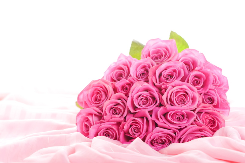 decoration, romance, vulnerability, screensavers for your desktop, white background, plant, copy space, roses, birthday, pink flowers, summer, nature, backgrounds