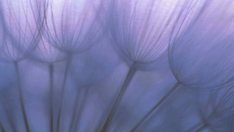 pattern, purple, abstract, fold, smooth, fantasy, textile, nature, extreme close-up, energy, flowering plant, violet, generated, design, wave, dynamic