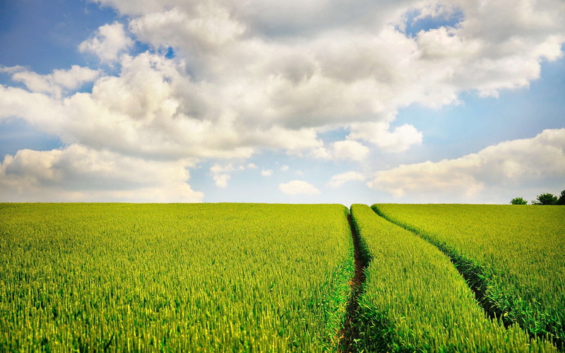 horizon, green color, land, environment, tranquility, field, nature, outdoors, cereal plant, no people, horizon over land, rural scene, 1080P, growth