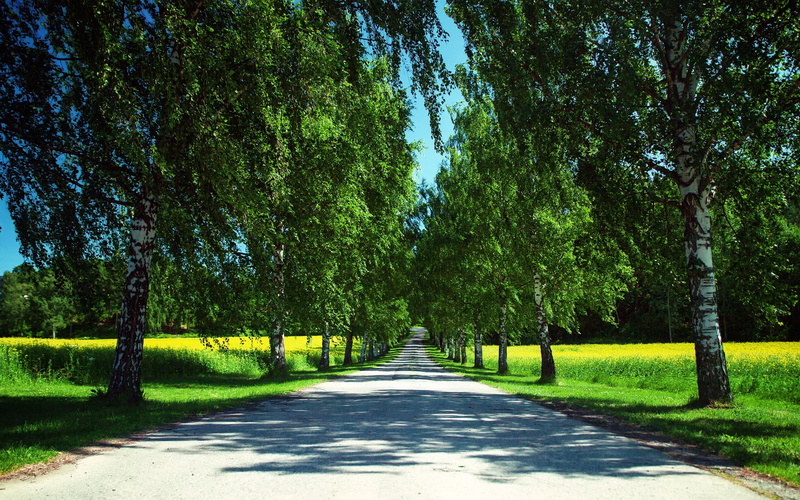 growth, green color, trunk, beautiful nature  desktop  1920x1200, diminishing perspective, footpath, park, nature, park - man made space, the way forward