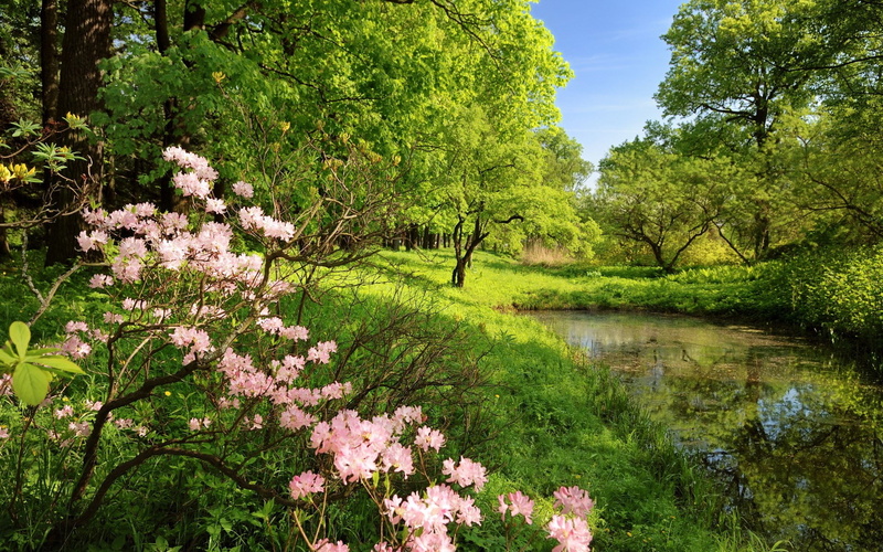 1080P, beautiful nature  desktop  1920x1200