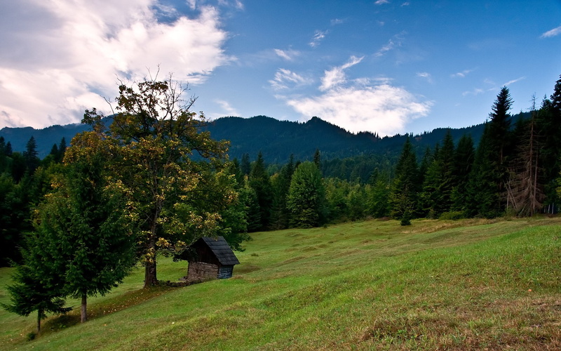 no people, land, tranquil scene, pine tree, landscape, nature, day, mountain, environment, coniferous tree, beautiful nature  for desktop 1920x1200, outdoors